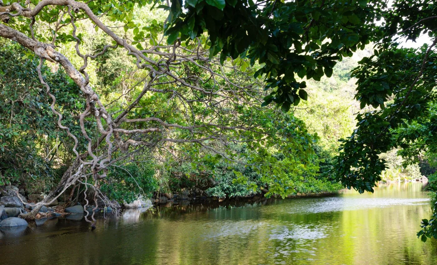 Hệ sinh thái rừng ngập mặn xanh mướt ngay sau bờ cát trắng tại bãi Suối Nóng.