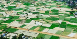 Cánh đồng tỏi Lý Sơn nằm ở đâu?