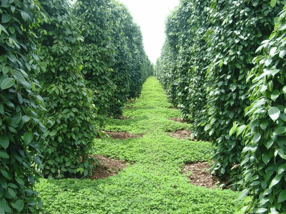 Vườn tiêu Phú Quốc - "Suối nguồn" đặc sản trứ danh của đảo ngọc. Địa điểm du lịch không thể bỏ qua