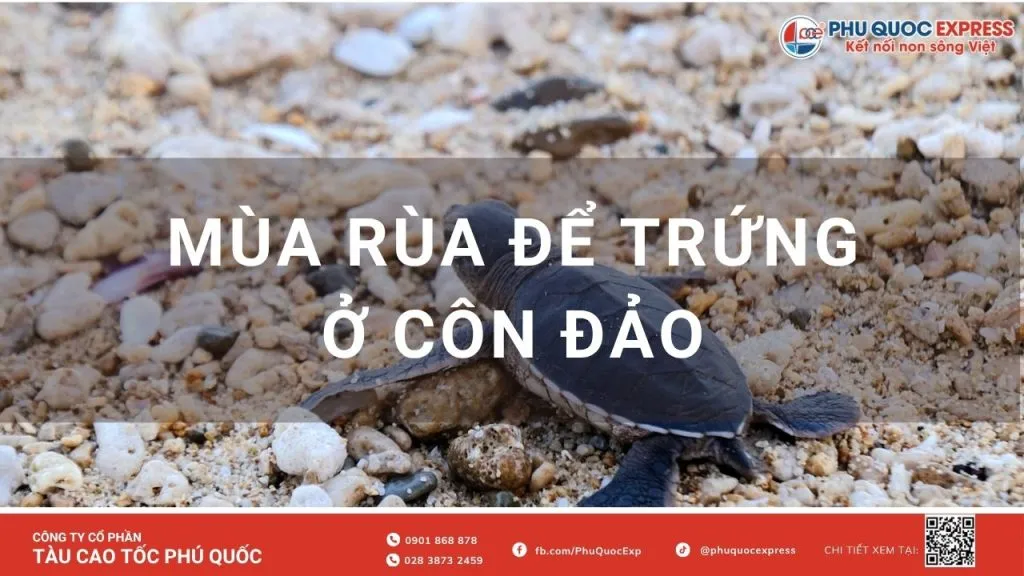 Turtle Nesting Season Côn Đảo