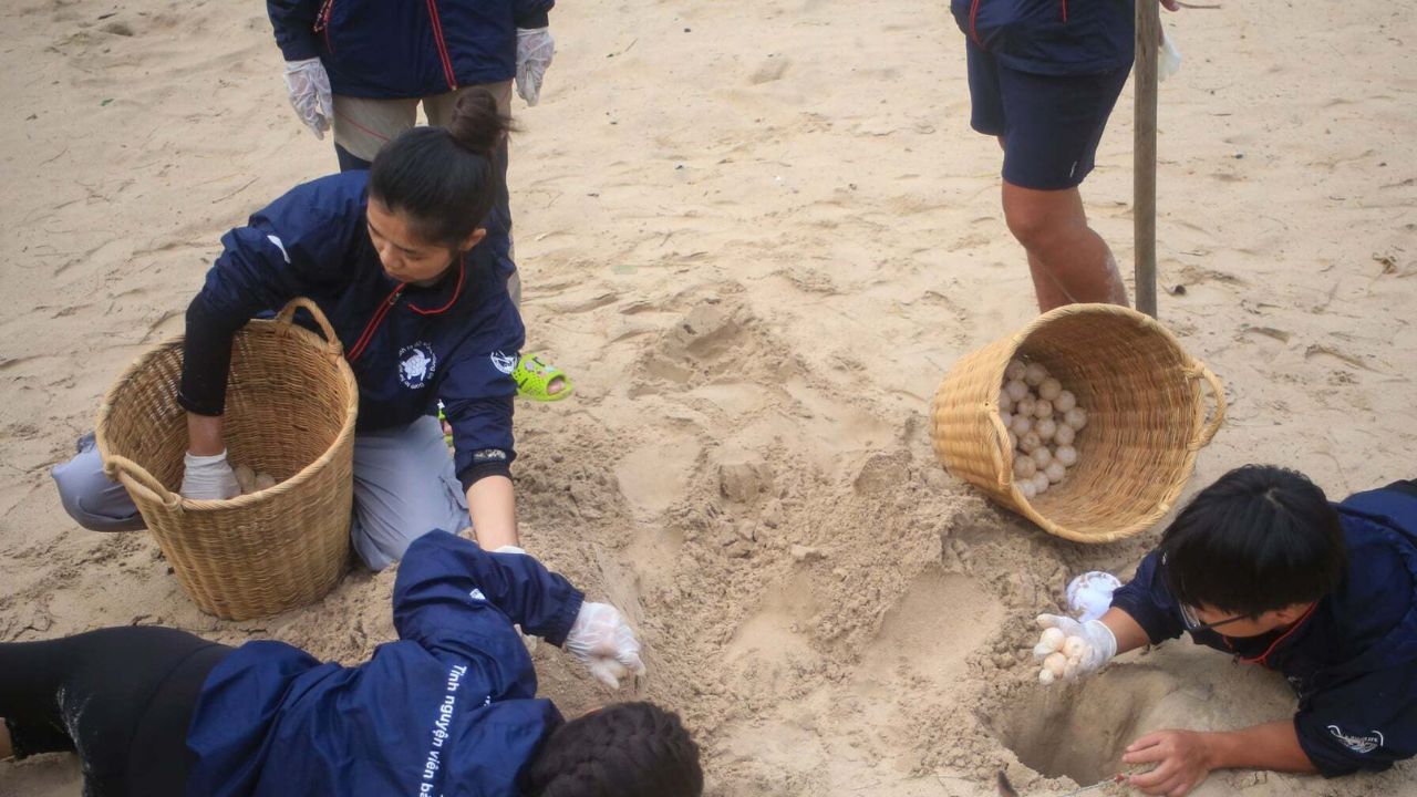 Tình nguyện viên đang di dời tổ trứng rùa về hố ấp