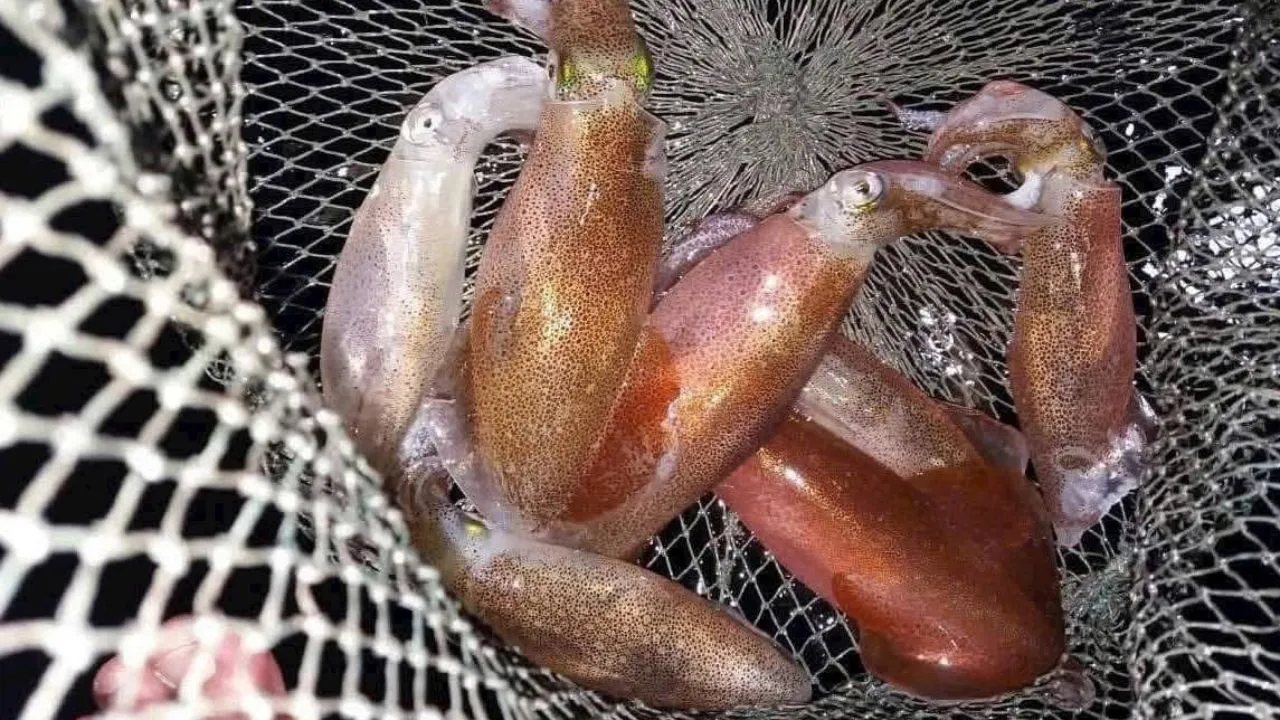 Câu mực đêm ở Phú Quốc