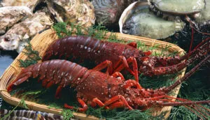 Red lobster in Con Dao