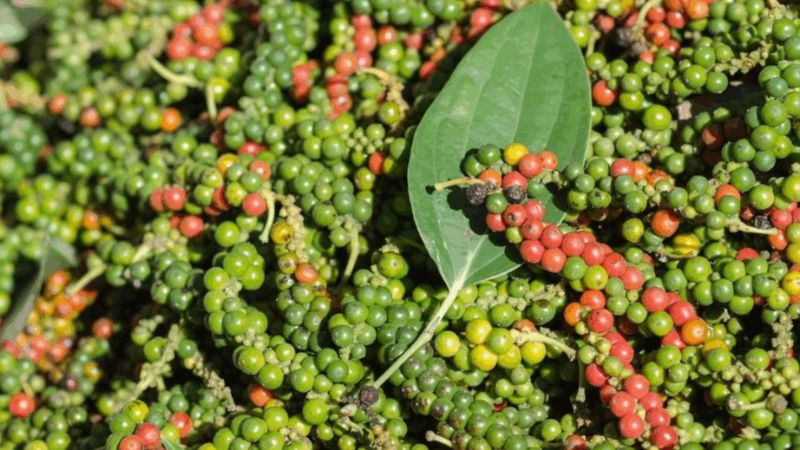Hạt tiêu xanh, tiêu đen, tiêu đỏ ở Phú Quốc