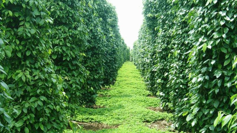 Khám phá vườn tiêu Phú Quốc