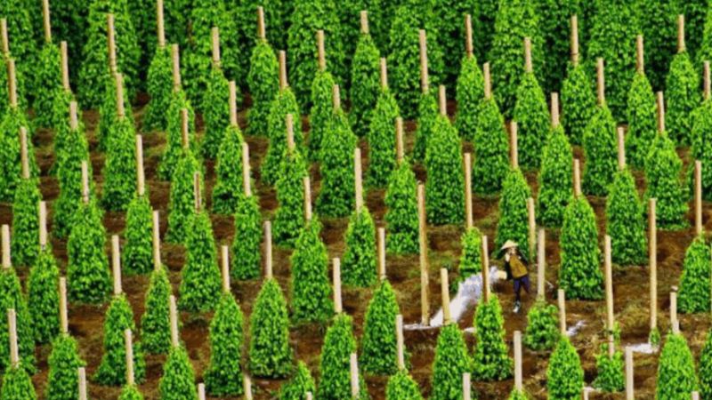 Người nông dân đang tưới nước ở vườn tiêu Phú Quốc