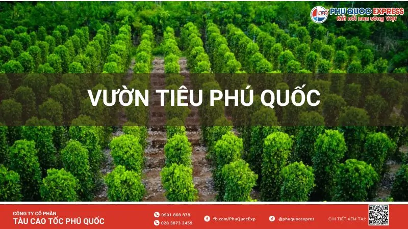 Vườn tiêu Phú Quốc