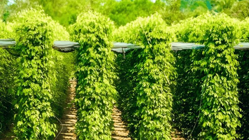 Cận cảnh vườn tiêu xanh tươi tốt ở Phú Quốc