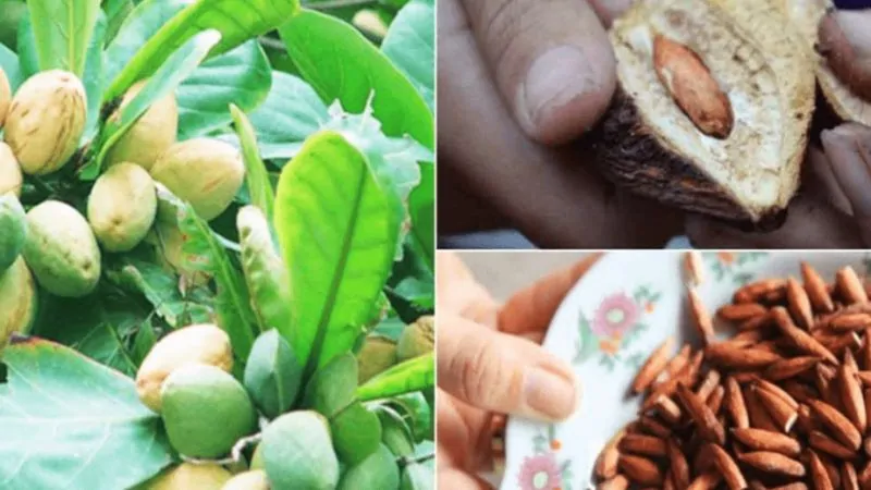 Mứt hạt bàng ở Côn Đảo