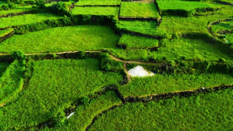 Cánh đồng tỏi - một cảnh đẹp đặc trưng của đảo Lý Sơn