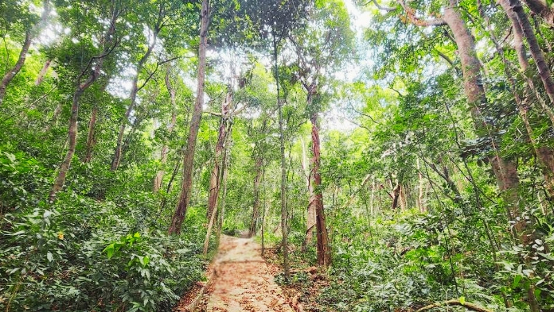 Côn Đảo国立公園内の絶景トレッキングコース