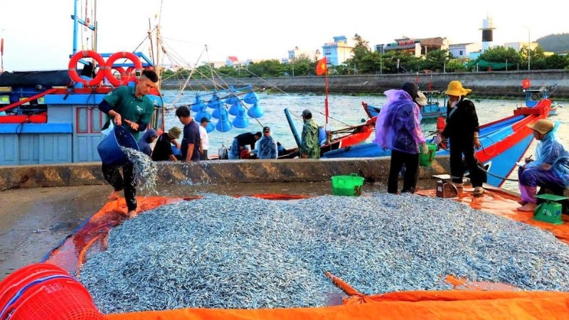 Hải sản Lý Sơn tươi sống đánh bắt trong ngày tại cảng cá