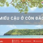 Kinh Nghiệm Viếng Miếu Cậu Ở Côn Đảo (Hoàng Tử Cải): Lịch Sử Khám Phá & Lưu Ý Cập Nhật Mới Nhất