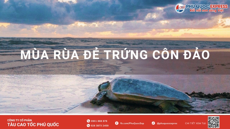 Khám phá mùa rùa đẻ trứng Côn Đảo: Kinh nghiệm, lịch trình và chi phí chi tiết nhất