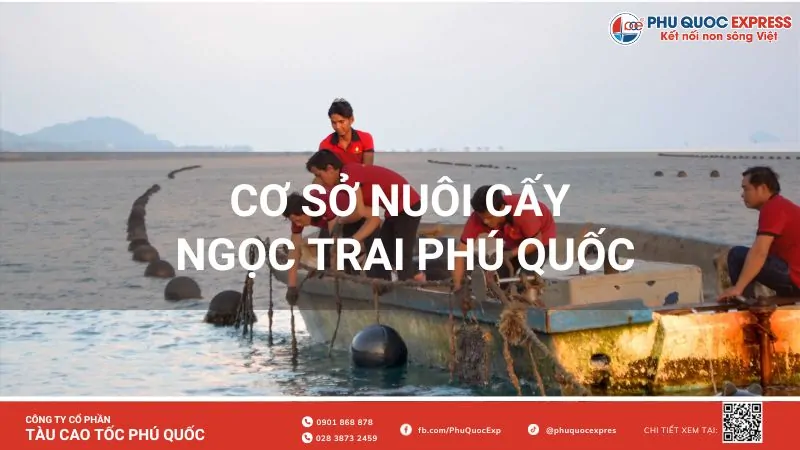 Cơ sở nuôi cấy ngọc trai Phú Quốc