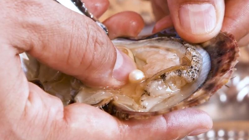Tận mắt thấy được quy trình khai thác và chế tác ngọc trai