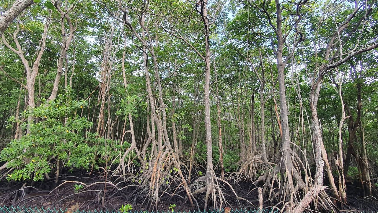 Trekking xuyên rừng ngập mặn