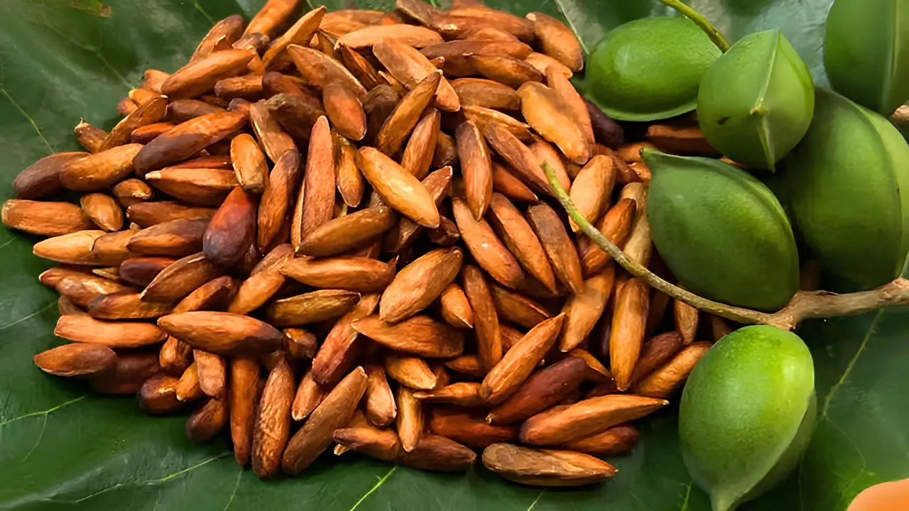 Hạt bàng món ăn độc đáo Côn Đảo